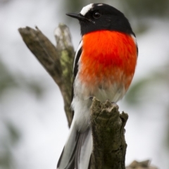 Petroica boodang (Scarlet Robin) at Illilanga & Baroona - 13 Apr 2014 by Illilanga