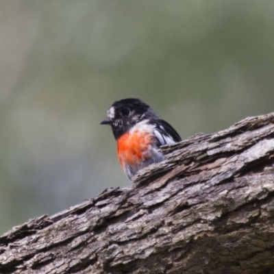 Petroica boodang (Scarlet Robin) at Michelago, NSW - 2 Feb 2015 by Illilanga