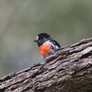 Petroica boodang at Michelago, NSW - 2 Feb 2015