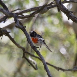 Petroica boodang at Michelago, NSW - 2 Feb 2015