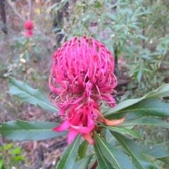 Telopea speciosissima (NSW Waratah) at Ulladulla Wildflower Reserve - 18 Oct 2010 by MatthewFrawley