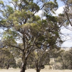 Eucalyptus melliodora (Yellow Box) at Illilanga & Baroona - 20 Dec 2010 by Illilanga