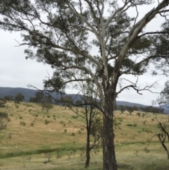 Eucalyptus melliodora (Yellow Box) at Michelago, NSW - 26 Nov 2016 by Illilanga