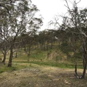 Eucalyptus melliodora at Illilanga & Baroona - 27 Nov 2016