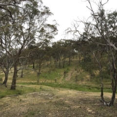 Eucalyptus melliodora at Michelago, NSW - 27 Nov 2016