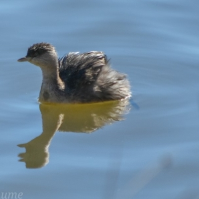 Poliocephalus poliocephalus (Hoary-headed Grebe) at Greenway, ACT - 12 Aug 2018 by frostydog