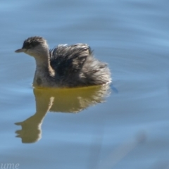Poliocephalus poliocephalus (Hoary-headed Grebe) at Greenway, ACT - 12 Aug 2018 by frostydog