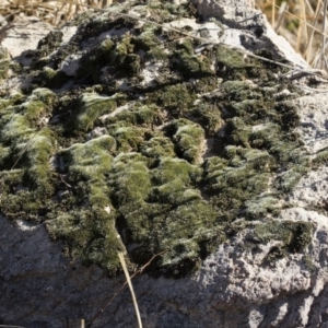 Grimmia sp. at Illilanga & Baroona - 12 Aug 2018