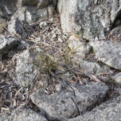 Lepidosperma laterale (Variable Sword Sedge) at Illilanga & Baroona - 6 Aug 2018 by Illilanga