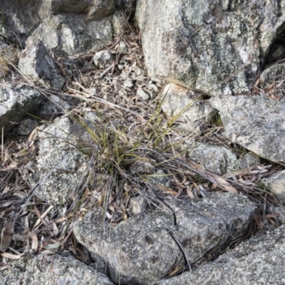 Lepidosperma laterale (Variable Sword Sedge) at Michelago, NSW - 6 Aug 2018 by Illilanga