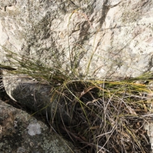 Lepidosperma laterale at Michelago, NSW - 6 Aug 2018