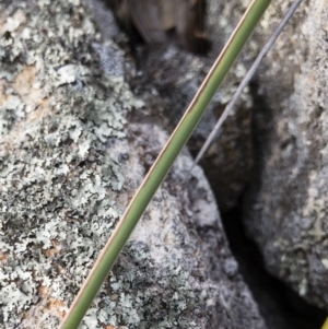 Lepidosperma laterale at Michelago, NSW - 6 Aug 2018