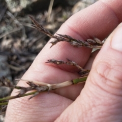 Lepidosperma laterale at Illilanga & Baroona - 6 Aug 2018