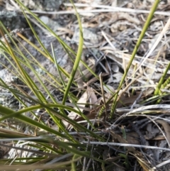 Lepidosperma laterale at Michelago, NSW - 6 Aug 2018