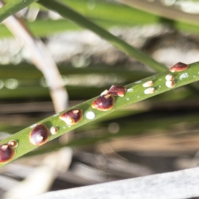 Unidentified Scale insect & mealybug (Hemiptera, Coccoidea) at Illilanga & Baroona - 6 Aug 2018 by Illilanga