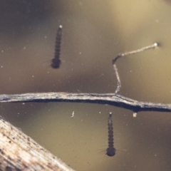 Culicidae (family) (A mosquito) at Illilanga & Baroona - 12 Aug 2018 by Illilanga