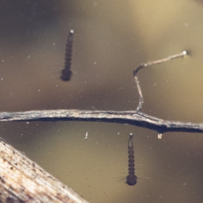 Culicidae (family) (A mosquito) at Illilanga & Baroona - 12 Aug 2018 by Illilanga