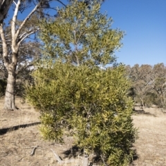 Acacia melanoxylon (Blackwood) at Michelago, NSW - 12 Aug 2018 by Illilanga