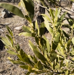 Acacia melanoxylon at Illilanga & Baroona - 12 Aug 2018