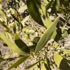 Acacia melanoxylon at Illilanga & Baroona - 12 Aug 2018 02:49 PM