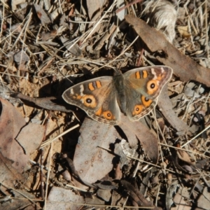 Junonia villida at Hawker, ACT - 12 Aug 2018