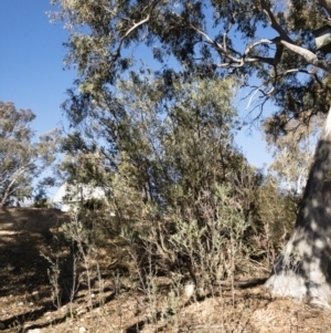 Acacia dealbata at Illilanga & Baroona - 12 Aug 2018 03:06 PM