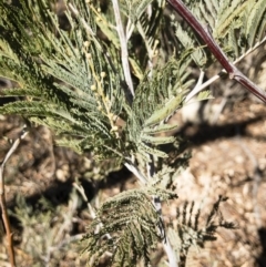 Acacia dealbata at Illilanga & Baroona - 12 Aug 2018 03:06 PM