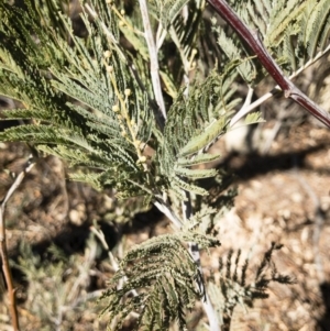 Acacia dealbata at Illilanga & Baroona - 12 Aug 2018