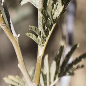 Acacia dealbata at Illilanga & Baroona - 12 Aug 2018 03:06 PM