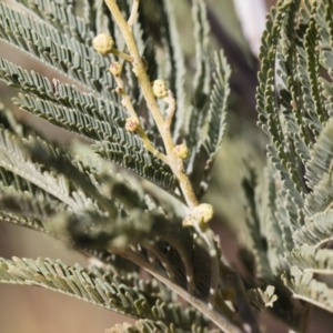 Acacia dealbata at Illilanga & Baroona - 12 Aug 2018