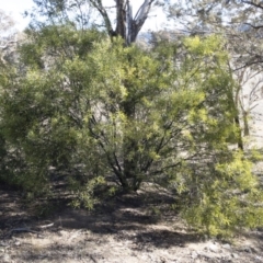 Acacia rubida (Red-stemmed Wattle, Red-leaved Wattle) at Illilanga & Baroona - 12 Aug 2018 by Illilanga