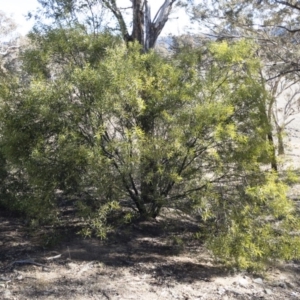 Acacia rubida at Illilanga & Baroona - 12 Aug 2018