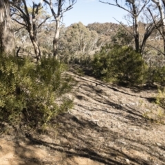 Acacia rubida at Illilanga & Baroona - 12 Aug 2018 02:26 PM