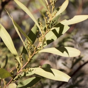 Acacia rubida at Illilanga & Baroona - 12 Aug 2018 02:26 PM