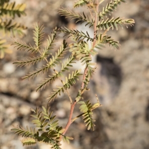 Acacia rubida at Illilanga & Baroona - 12 Aug 2018 02:26 PM