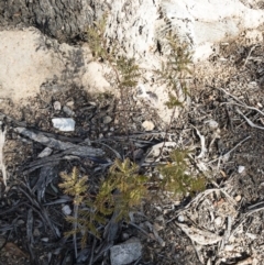 Acacia rubida at Illilanga & Baroona - 12 Aug 2018 02:26 PM