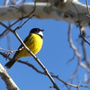 Pachycephala pectoralis at Hackett, ACT - 12 Aug 2018 02:39 PM