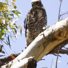 Tachyspiza fasciata (Brown Goshawk) at Michelago, NSW - 31 Dec 2012 by Illilanga