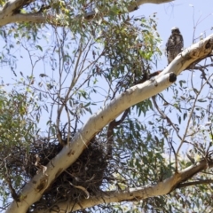 Accipiter fasciatus at Michelago, NSW - 31 Dec 2012