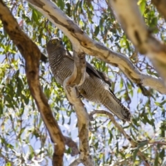 Accipiter fasciatus at Michelago, NSW - 31 Dec 2012