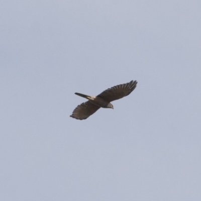 Tachyspiza fasciata (Brown Goshawk) at Michelago, NSW - 1 May 2012 by Illilanga