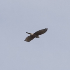 Accipiter fasciatus (Brown Goshawk) at Michelago, NSW - 1 May 2012 by Illilanga