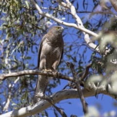 Tachyspiza fasciata (Brown Goshawk) at Michelago, NSW - 5 Jan 2013 by Illilanga