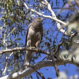 Accipiter fasciatus at Michelago, NSW - 5 Jan 2013