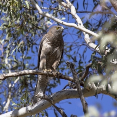 Accipiter fasciatus (Brown Goshawk) at Michelago, NSW - 4 Jan 2013 by Illilanga