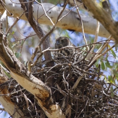 Accipiter fasciatus (Brown Goshawk) at Michelago, NSW - 13 Jan 2013 by Illilanga