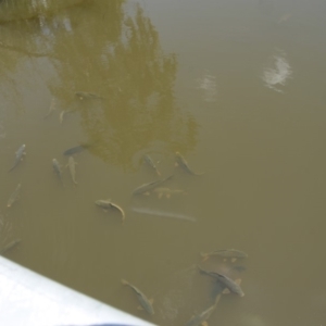 Cyprinus carpio at Fyshwick, ACT - 21 Nov 2015 02:02 PM