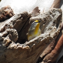 Pardalotus striatus (Striated Pardalote) at Kambah, ACT - 11 Aug 2018 by HelenCross