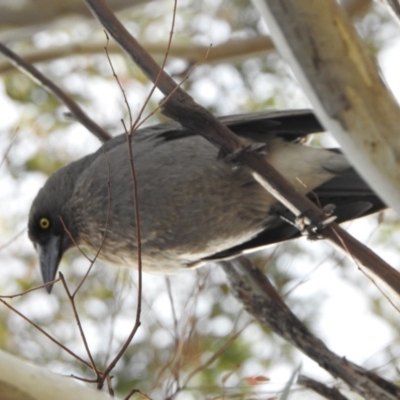 Strepera versicolor (Grey Currawong) at Kambah, ACT - 10 Aug 2018 by HelenCross