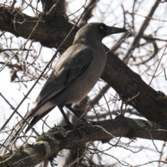 Strepera versicolor at Kambah, ACT - 10 Aug 2018